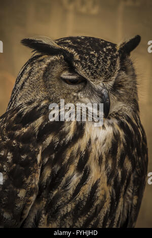 Portrait Owl, golden owl, faune concept Banque D'Images