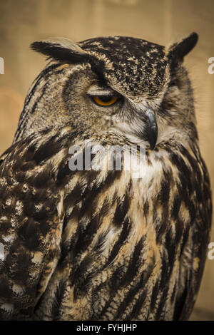 Portrait Owl, golden owl, faune concept Banque D'Images