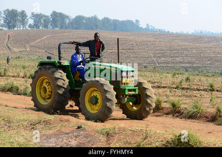 Le Malawi, Thyolo, Makandi Plateau Immobilier, une plantation de thé du commerce équitable, d'un tracteur John Deere Banque D'Images