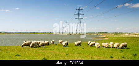 Un troupeau de moutons paissant sous des lignes haute tension sur Romney Marsh dans le Kent, Angleterre. Banque D'Images