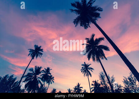 Silhouettes de palmiers contre le ciel au crépuscule. Banque D'Images