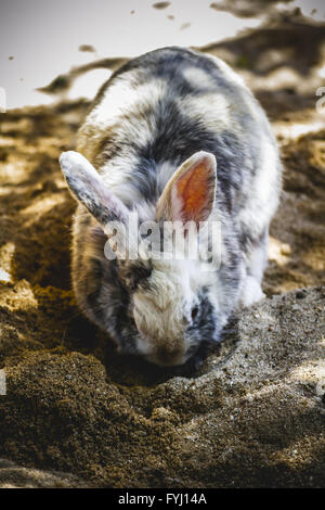 Lapin, petit mammifère dans un zoo park Banque D'Images