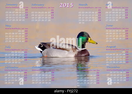 Calendrier de l'année européenne 2015 avec canard colvert mâle