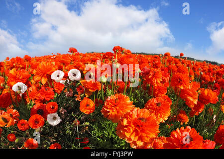 Le rouge-orange et blanc renoncules par un objectif fish eye Banque D'Images