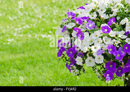 Beau blanc et violet fleurs pétunia close up Banque D'Images