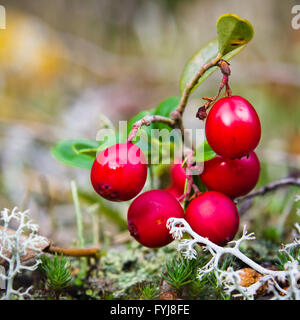 Fruits rouges d'une airelle rouge sur des bagues, d'un close up Banque D'Images