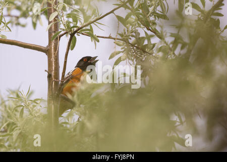 Tohi tacheté, (Pipilio maculatus), le chant d'une fédération, d'olive (Elaeagnus angustifolia). Rio Grande Bosque à Albuquerque. Banque D'Images