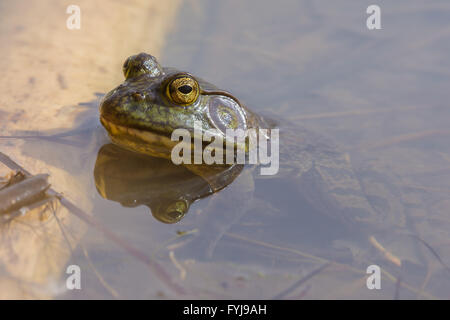 American Bullfrog, (Lithobates catesbeianus), Tingley Beach, Albuquerque, Nouveau Mexique, USA. Banque D'Images