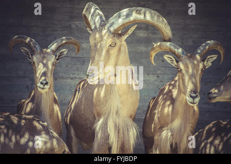 Herbivore, bel ensemble de l'espagnol bouquetin, Animal typique Banque D'Images