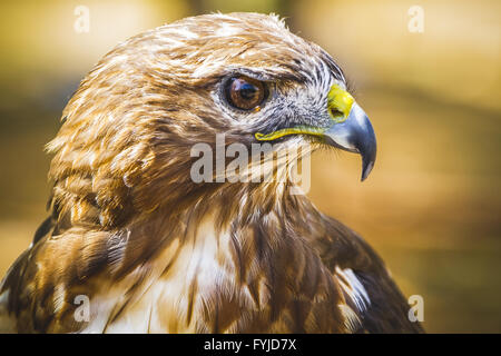 La faune, l'aigle, l'oiseau de proie diurne avec beau plumage et bec jaune Banque D'Images