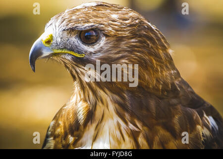 Aigle, oiseau de proie diurne avec beau plumage et bec jaune Banque D'Images