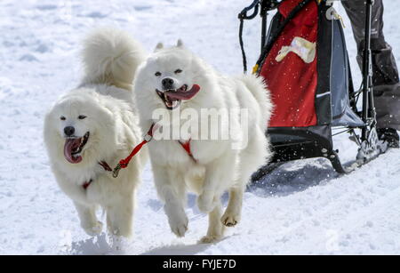 Les chiens de traîneau samoyède dans speed racing, Moss, Suisse Banque D'Images