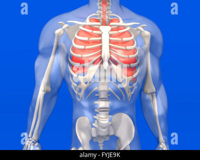 Anatomie humaine - visualisation des poumons dans un corps semi-transparent Banque D'Images