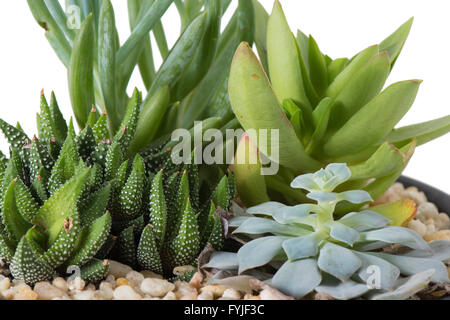 Vue rapprochée d'une plante d'intérieur jardin avec plantes succulentes, dans un pot avec des pierres isolé sur blanc. Banque D'Images