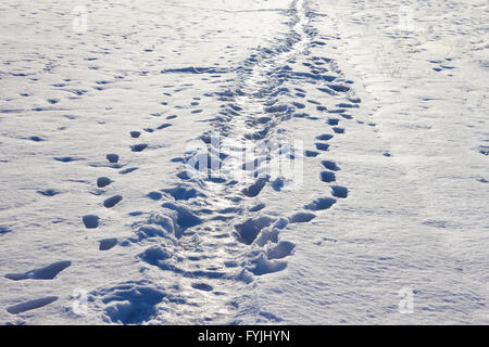 Sentier étroit sur la neige Banque D'Images