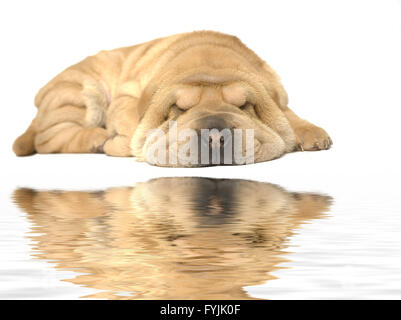 Sharpei chiot couchage Banque D'Images