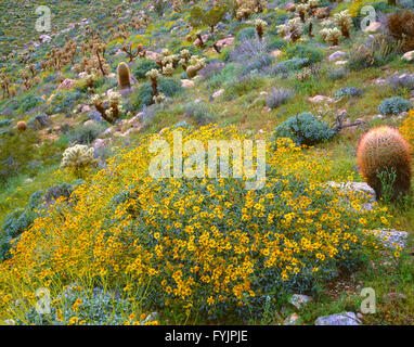 États-unis, Californie, Anza Borrego Desert State Park, Brittlebush fleurit entre le baril et cactus cholla nounours à Mason Valley. Banque D'Images