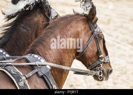 Roman chars au cirque, les combats des soldats et des chevaux Banque D'Images