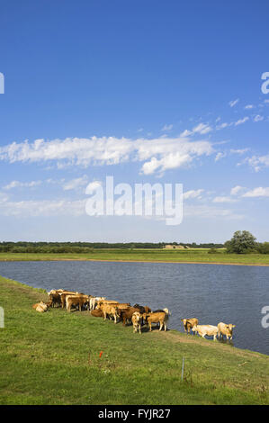 Le bétail à côté d'un lac près de Boizenburg, Allemagne Banque D'Images