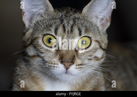 Les poils de chat tabby adorable Banque D'Images