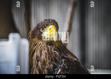 Golden Eagle espagnol dans une foire médiévale rapaces Banque D'Images
