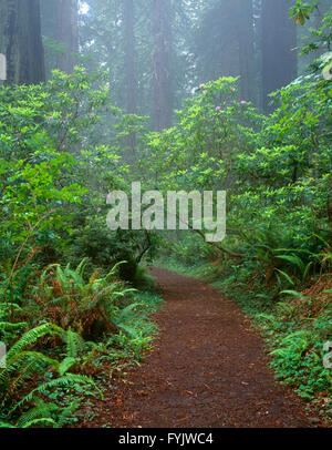 États-unis, Californie, Del Norte Coast Redwoods State Park, le sentier mène vers le Pacifique en fleurs rhododendrons et de séquoias dans le brouillard. Banque D'Images