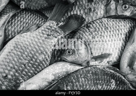 Dorade close-up. Photo en noir et blanc, tonification Banque D'Images