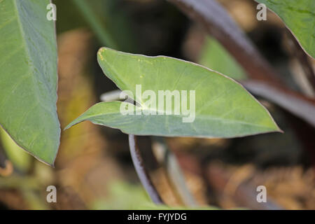 Les feuilles de taro, Colocasia esculenta Banque D'Images