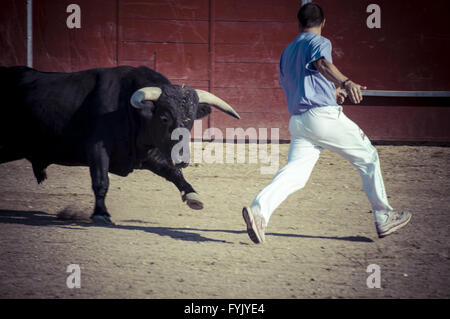 Spectacle de la tauromachie, où une tauromachie torero tradition espagnole Banque D'Images