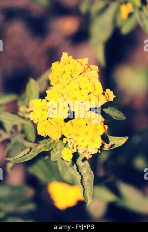 Lantana camara var. aculeata, lantana Banque D'Images