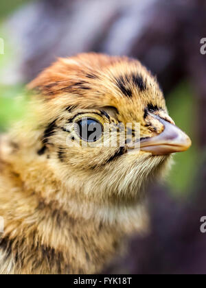 Tétras-chick (Lyrurus tetrix) Banque D'Images
