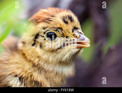 Tétras-chick (Lyrurus tetrix) Banque D'Images