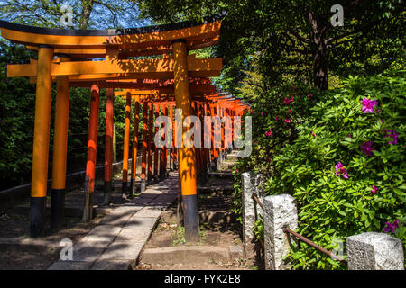 Sanctuaire Nezu Azalea Garden - Sanctuaire Nezu est sans aucun doute le plus célèbre pour ses azalées ondulant unique jardin construite le long hills Banque D'Images