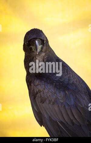 Black crow Corvus, dans un échantillon d'oiseaux de proie, foire médiévale Banque D'Images