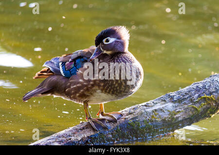 Canard branchu femelle debout sur un rondin de bois dans un lac Banque D'Images