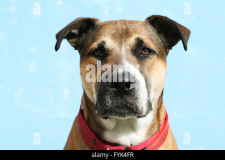 Grande race mélangée jeune chien avec les oreilles tombantes, portant un collier rouge regarde droit devant. Il est une race mélangée, éventuellement, un pit-bull Banque D'Images