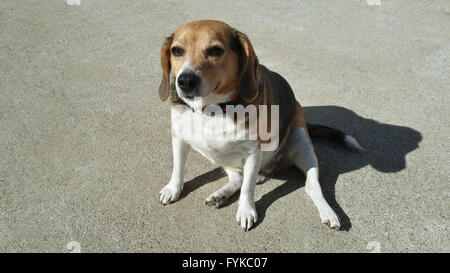 L'excès de vieux chien beagle vénère le soleil sur une chaude journée ensoleillée assis sur l'allée. Banque D'Images