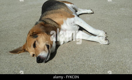 Beagle chien en surpoids âgés jette étendu sur le ciment chaud allée bronzer. Il n'a pas de soucis à tous. Banque D'Images