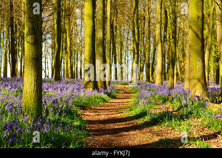 Bedfordshire, Royaume-Uni. 27 avril 2016. Météo France, les conditions ensoleillées dans un bois Bluebell dans les collines de Chiltern, Bedfordshire UK Banque D'Images