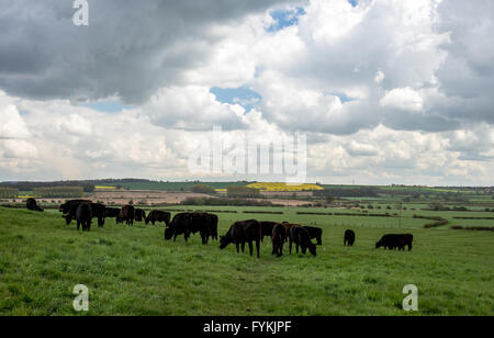 Burton Lazars, Leicestershire, UK 27 avril 2016 : l'alimentation de la vache dans les averses de neige sur les plateaux de la région voir condistions météorologiques mixtes. ©Clifford Norton/Alamy vivre. Banque D'Images