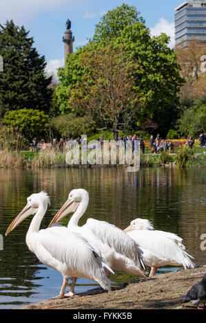 Les pélicans de poser dans le parc de St James, Londres Angleterre Royaume-Uni UK Banque D'Images