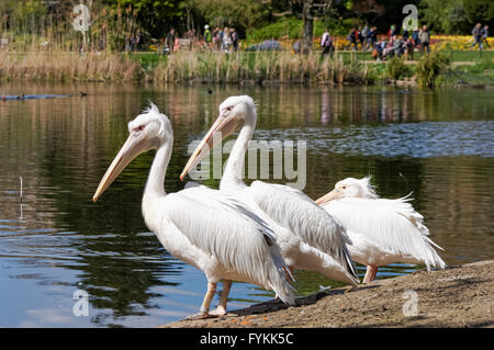 Les pélicans de poser dans le parc de St James, Londres Angleterre Royaume-Uni UK Banque D'Images