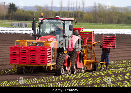 Hesketh Bank, Lancashire, Royaume-Uni. 27 avril 2016. Météo France : les agriculteurs dans le saladier de Lancashire sont retenus dans la production de cultures de salade en raison de la poursuite de l'froid qui est la restriction de la croissance. La région est un gros employeur de travailleurs immigrants étrangers et ressortissants de l'UE qui sont limités à la durée du travail qui est d'avoir un effet sur l'effet à l'économie locale. Les agriculteurs continuent de planter sous un régime de protection en molleton la navigation par satellite. Credit : Cernan Elias/Alamy Live News Banque D'Images