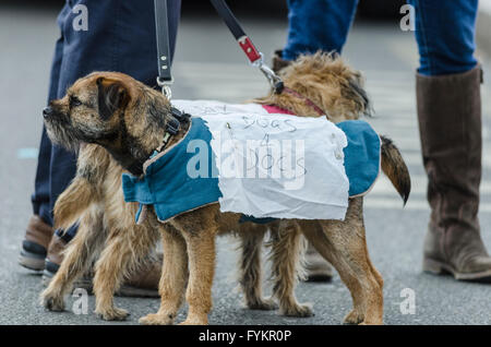 Tooting, Londres, Royaume-Uni. Apr 27, 2016. Les médecins en scène une heure complète 48 grève pour protester contre des contrats proposés par le gouvernement le 26 mai à 27e. Sur la photo : médecins du St George's Hospital, Tooting, London Crédit : © Michael Gibson/Alamy Live News Banque D'Images