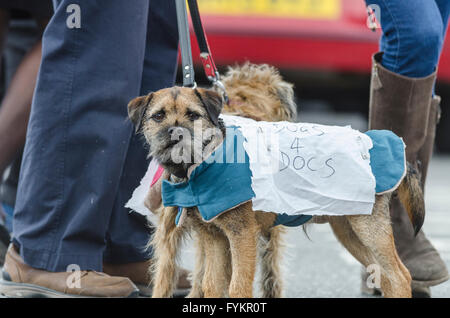 Tooting, Londres, Royaume-Uni. Apr 27, 2016. Les médecins en scène une heure complète 48 grève pour protester contre des contrats proposés par le gouvernement le 26 mai à 27e. Sur la photo : médecins du St George's Hospital, Tooting, London Crédit : © Michael Gibson/Alamy Live News Banque D'Images