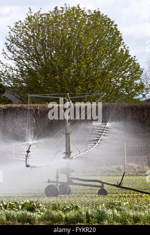 Hesketh Bank, Lancashire, Royaume-Uni. 27 avril, 2016. Météo France : les agriculteurs dans le saladier de Lancashire sont retenus dans la production de cultures de salade en raison de la poursuite de l'froid qui est la restriction de la croissance. La région est un gros employeur de travailleurs immigrants étrangers et ressortissants de l'UE qui sont limités à la durée du travail qui est d'avoir un effet sur l'effet à l'économie locale. Les agriculteurs continuent de planter sous un régime de protection en molleton la navigation par satellite. Credit : Cernan Elias/Alamy Live News Banque D'Images