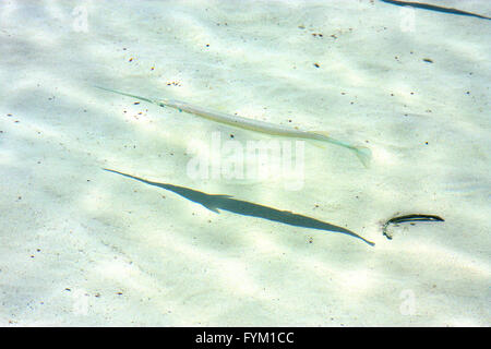 Isla Contoy poisson au Mexique et froath vague mousse Banque D'Images