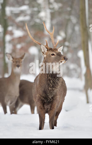 Jeune cerf en forêt d'hiver Banque D'Images