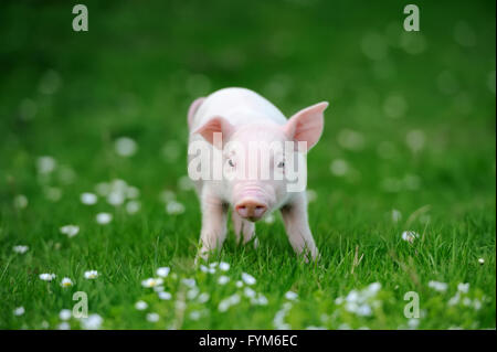 Jeune cochon dans une herbe vert printemps Banque D'Images