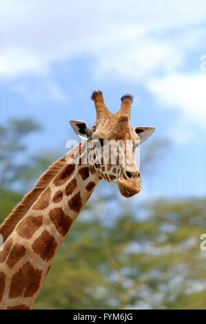 Girafe dans la nature. L'Afrique, Kenya Banque D'Images